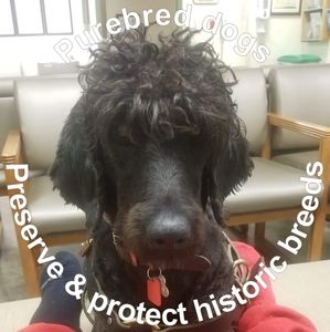 Meet your Posher, Heidi